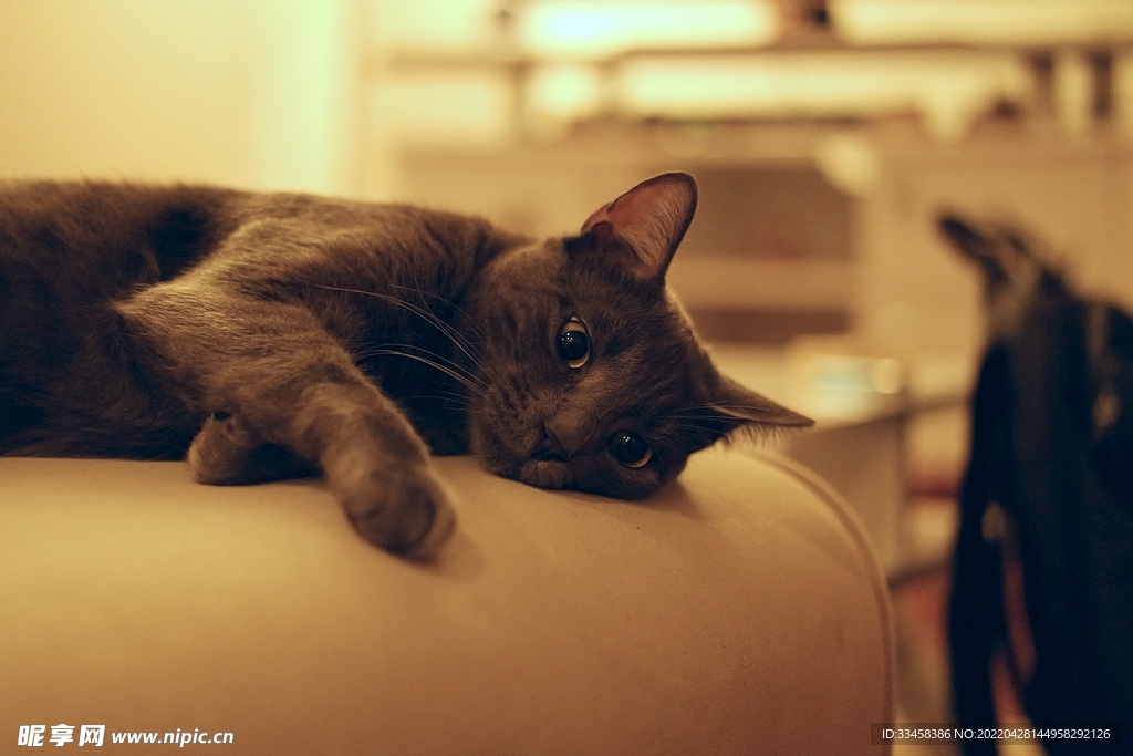 猫 