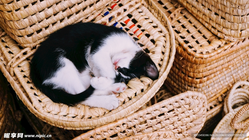猫 