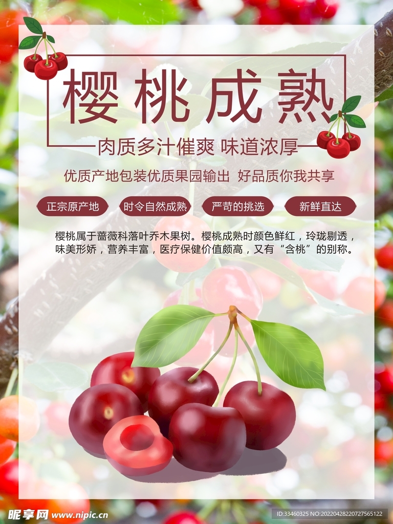 樱桃