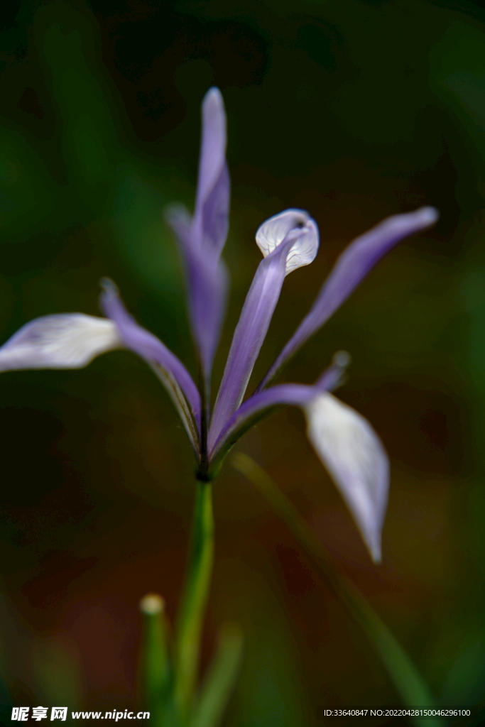 小草花