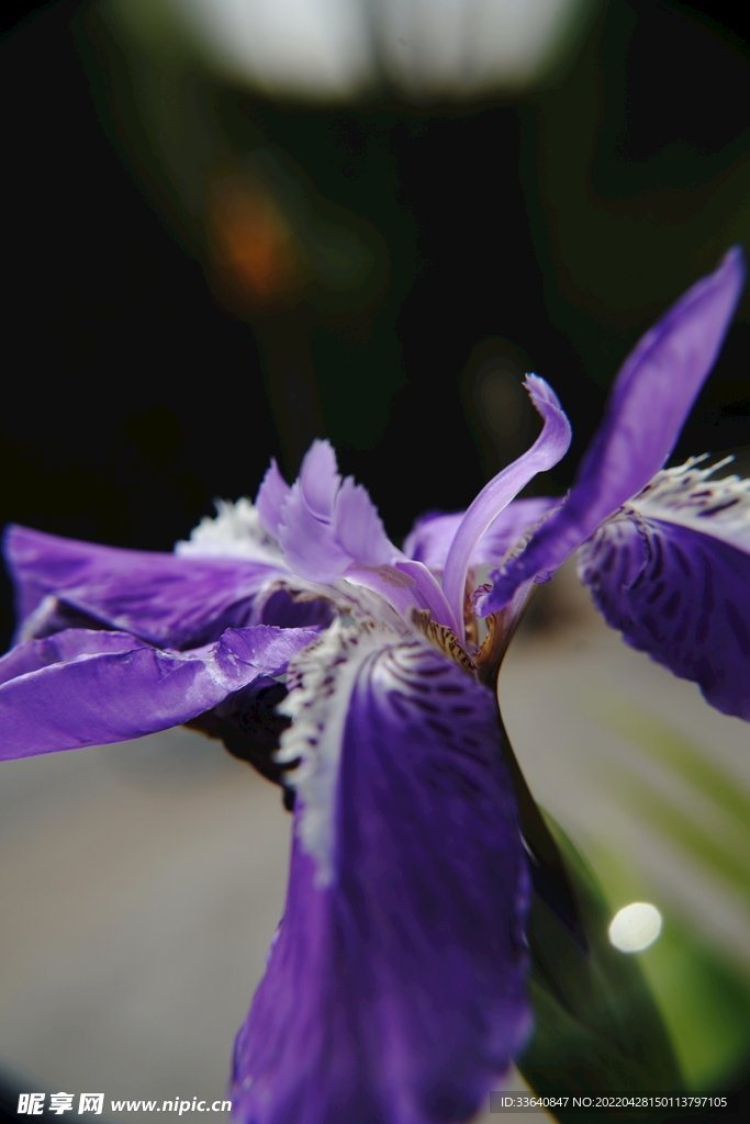 小草花