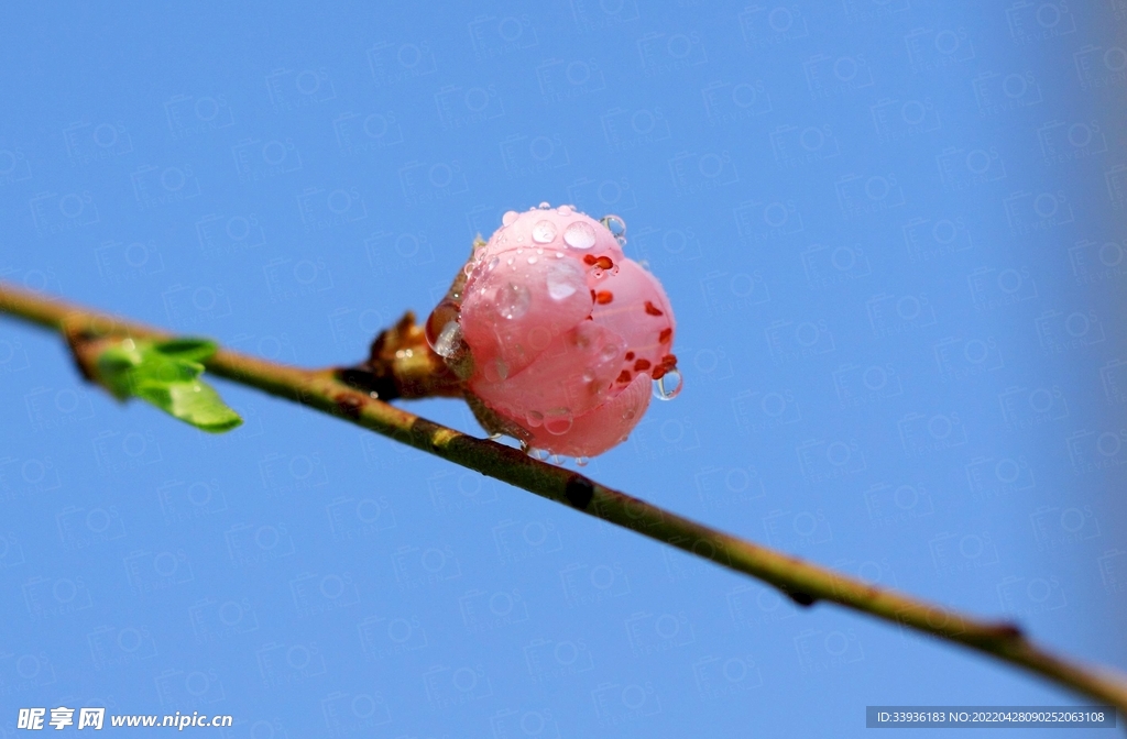 花苞