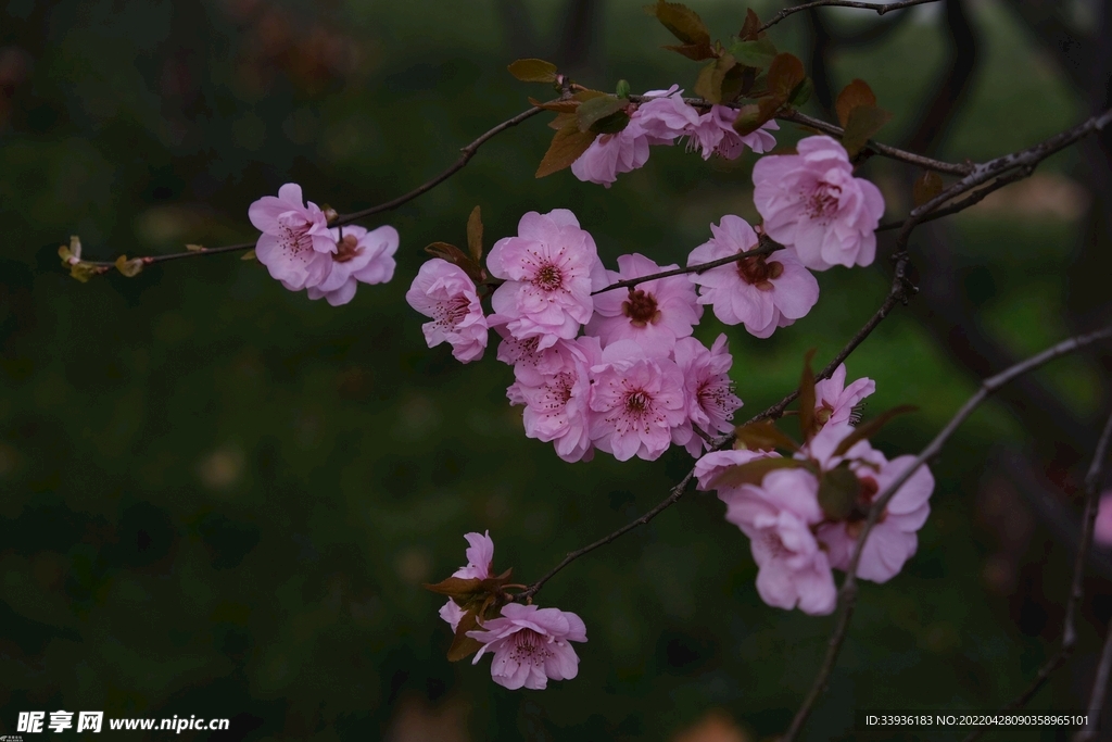 花朵