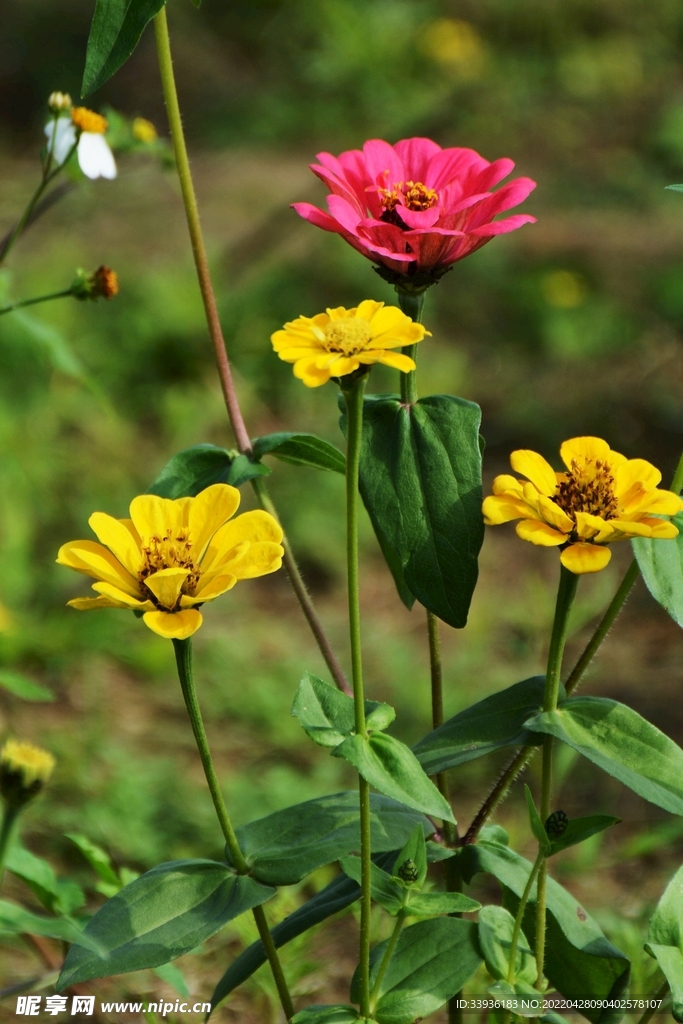 春花