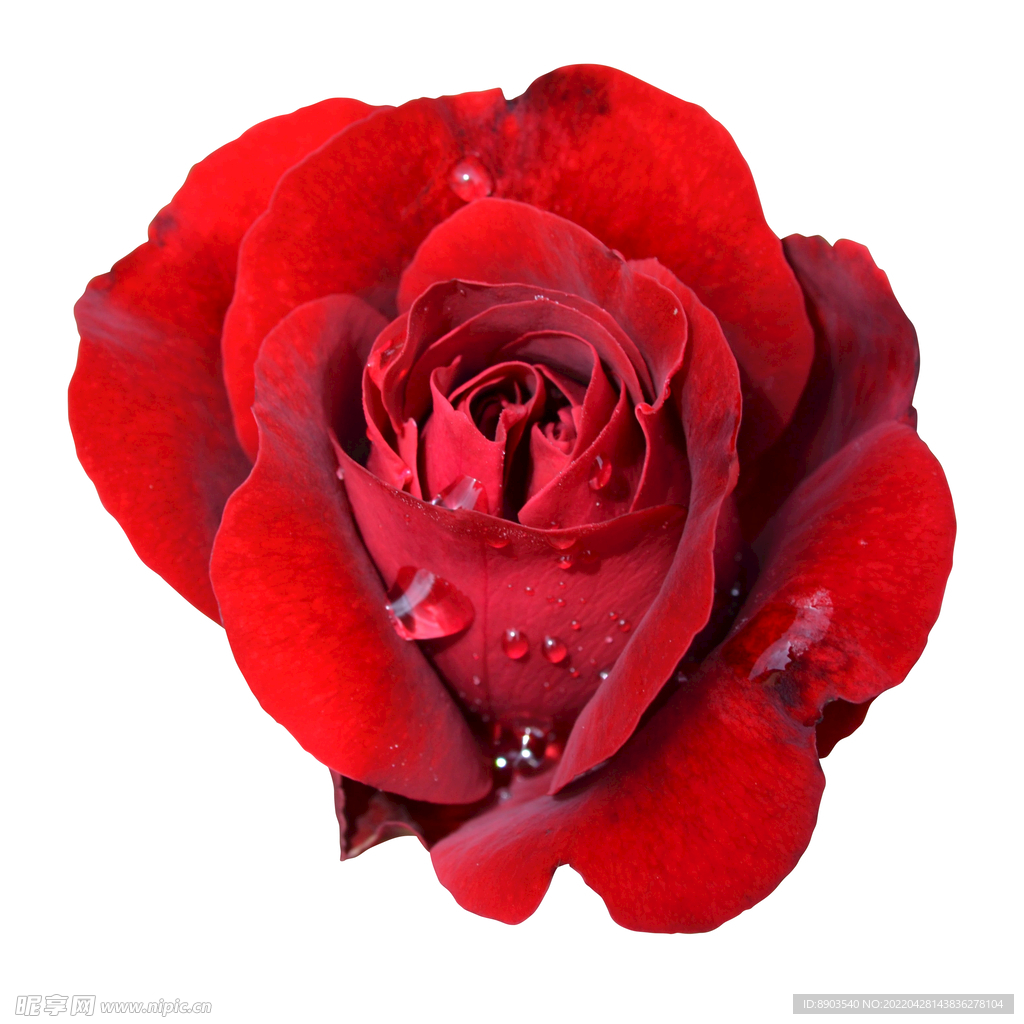 玫瑰花