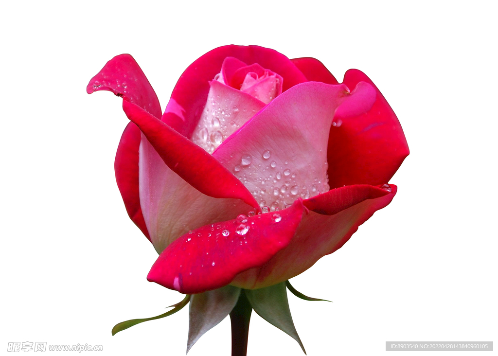 玫瑰花