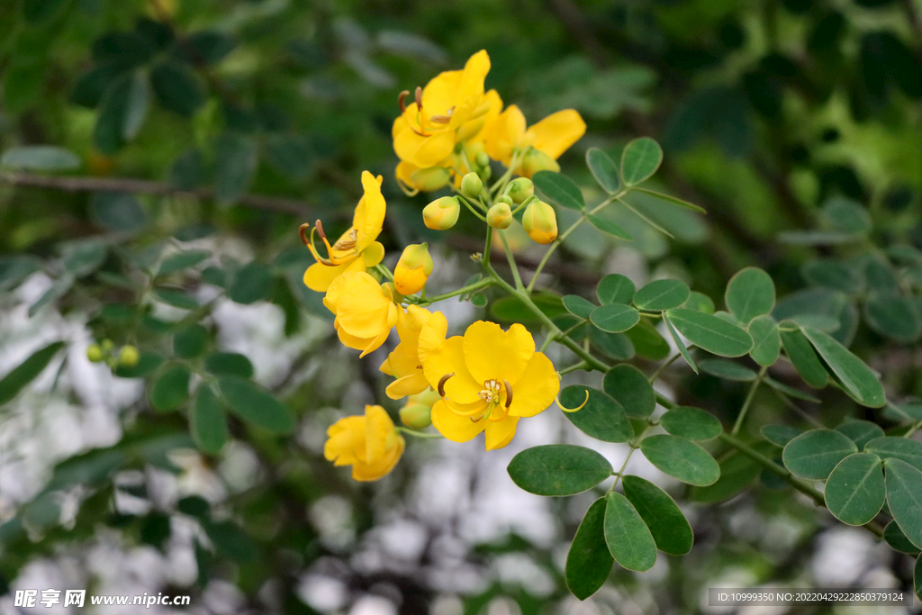 双荚决明黄花