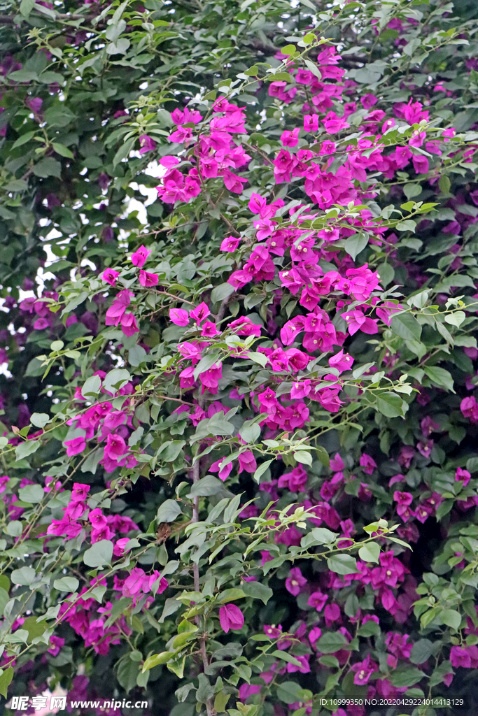  三角花