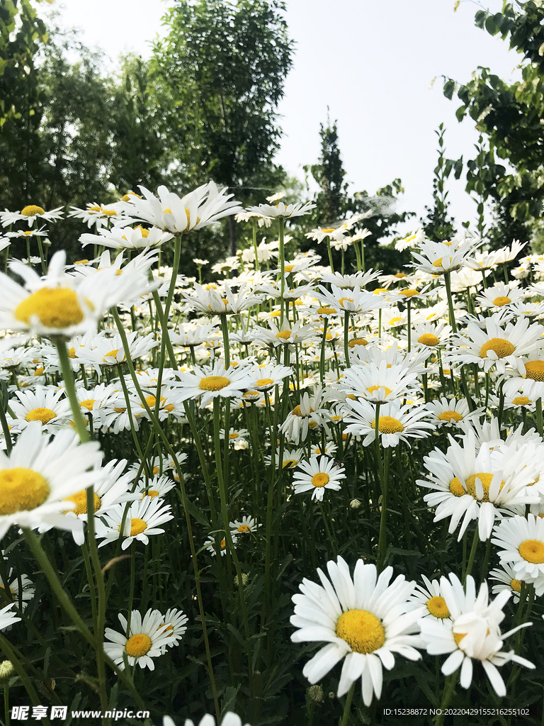 小雏菊