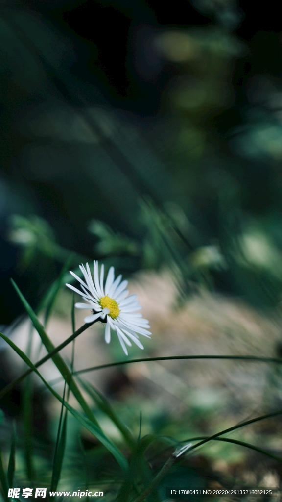 雏菊