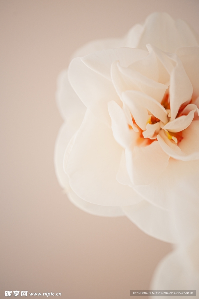 山茶花