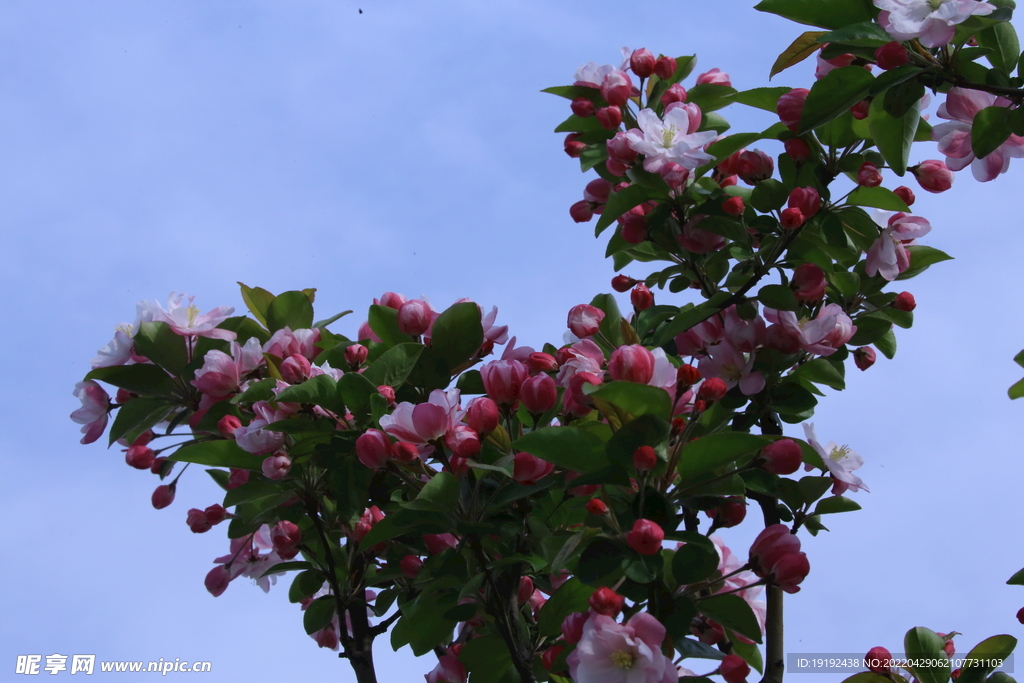 海棠花 