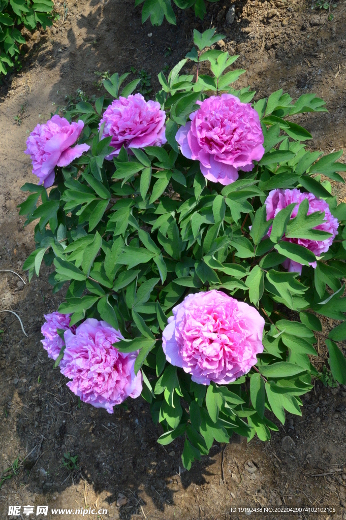牡丹花 