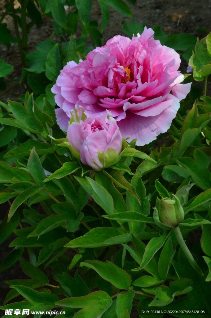 牡丹花