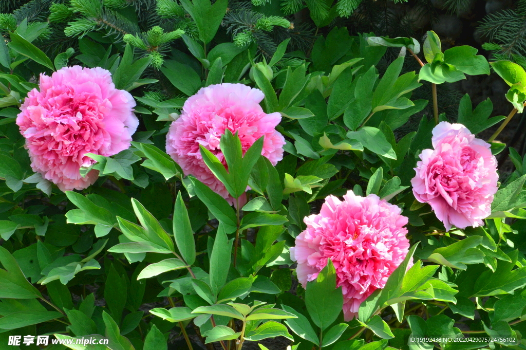 牡丹花