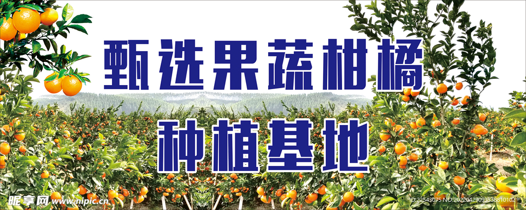 桔子背景