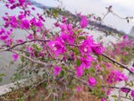 叶子花