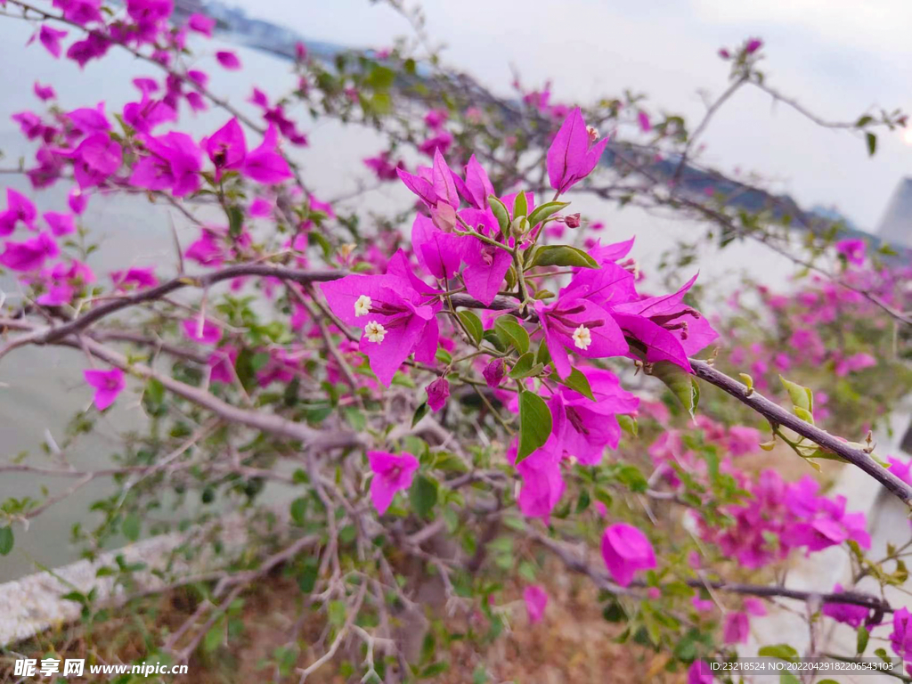 叶子花