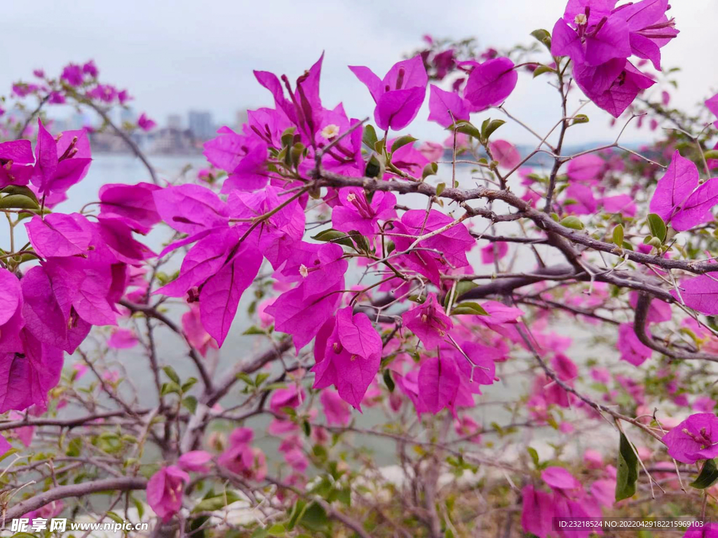 叶子花