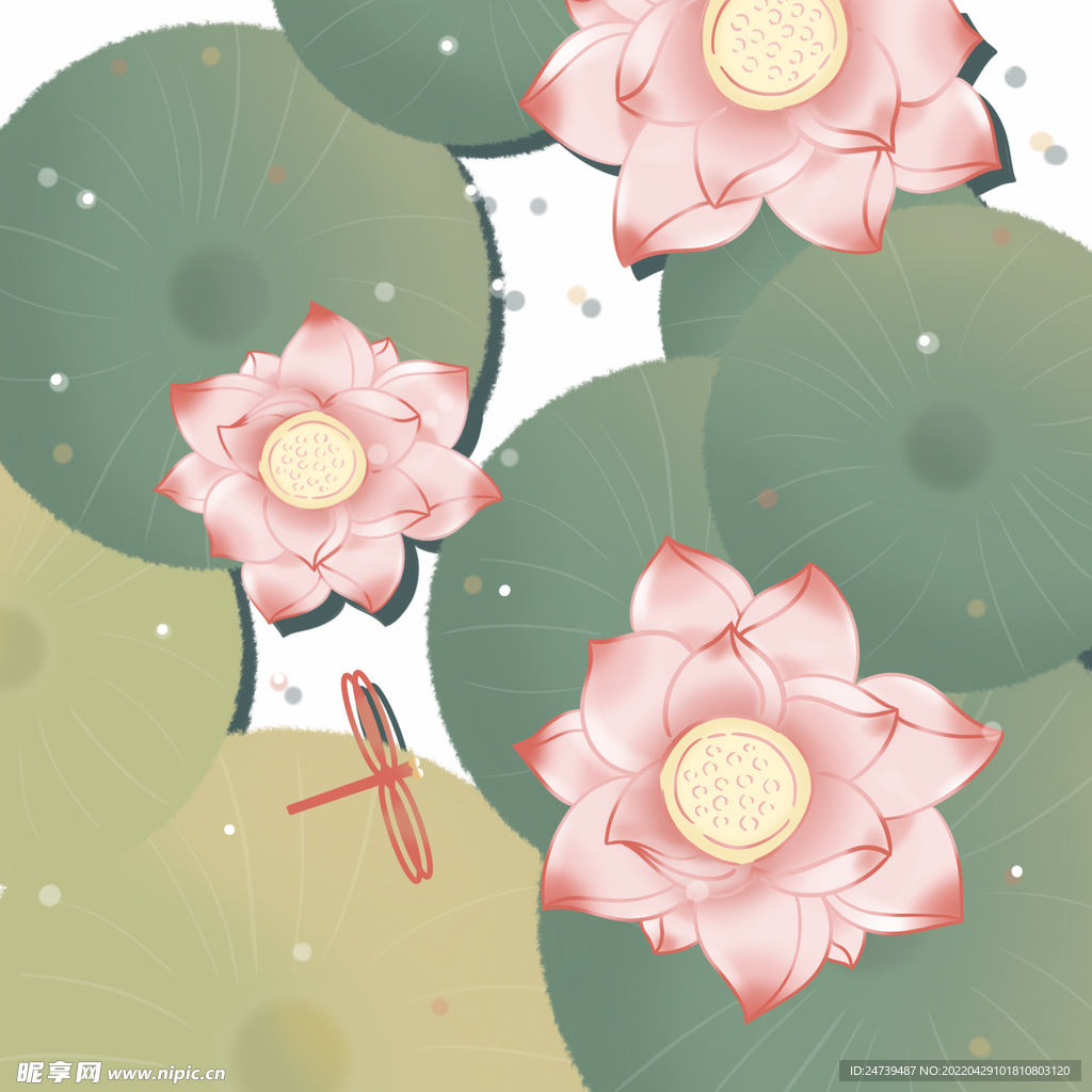荷花