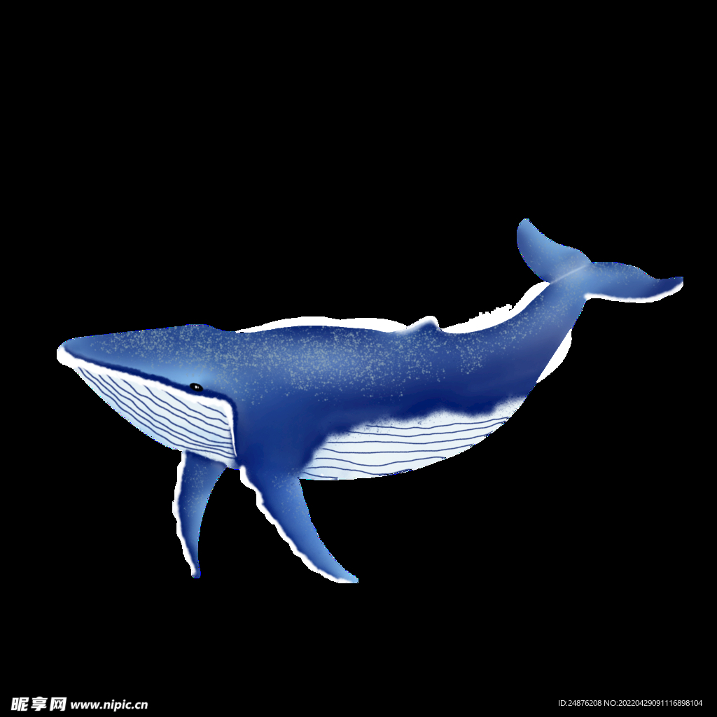 鲸鱼海洋生物手绘