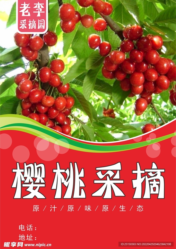 樱桃  采摘 