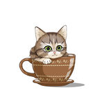 茶杯猫            