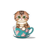茶杯猫            