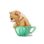 茶杯猫            