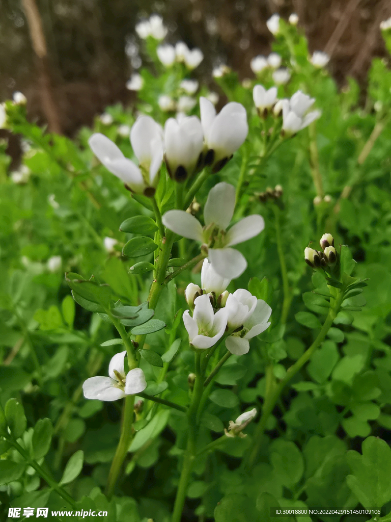 随拍花儿