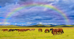 草原天空中美丽的彩虹