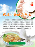 鸽子介绍