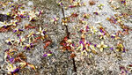 落花