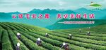茶叶节
