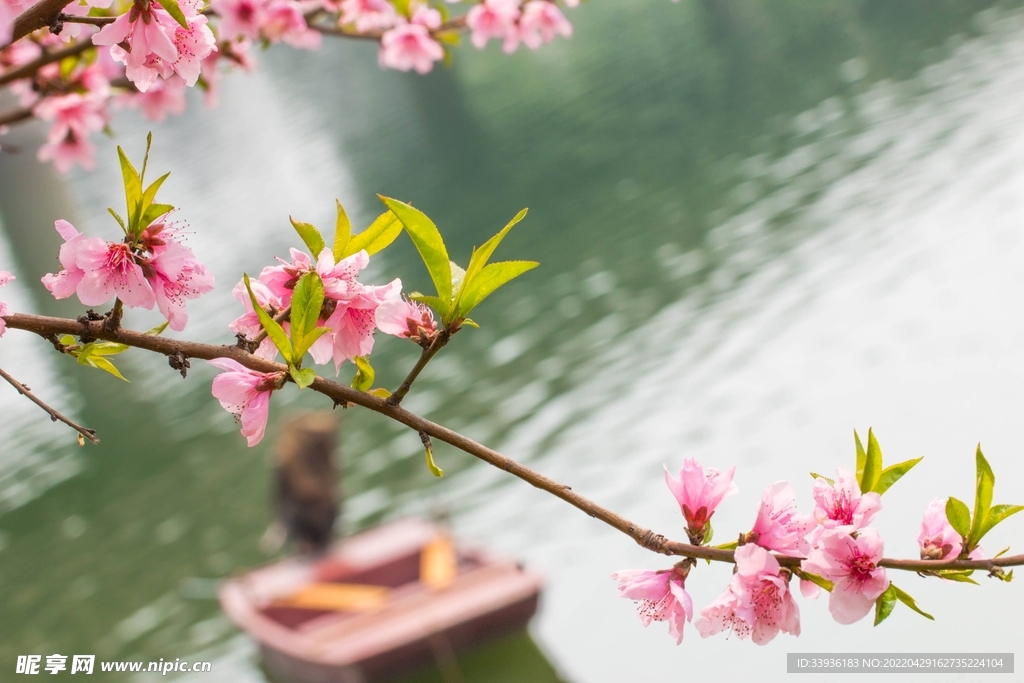 春花