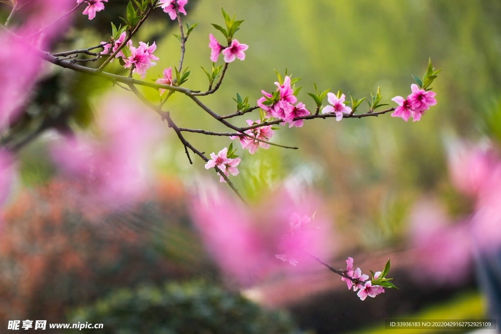 春花