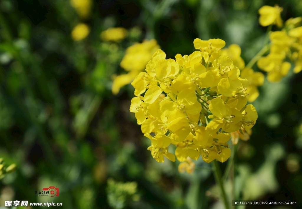 油菜花