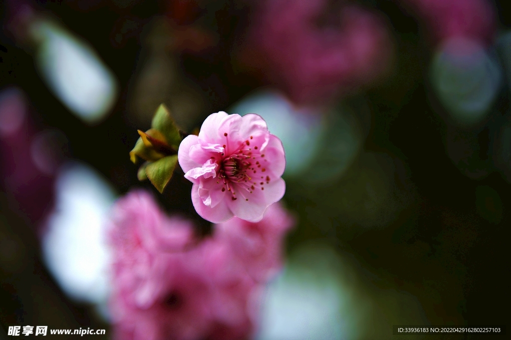 春花
