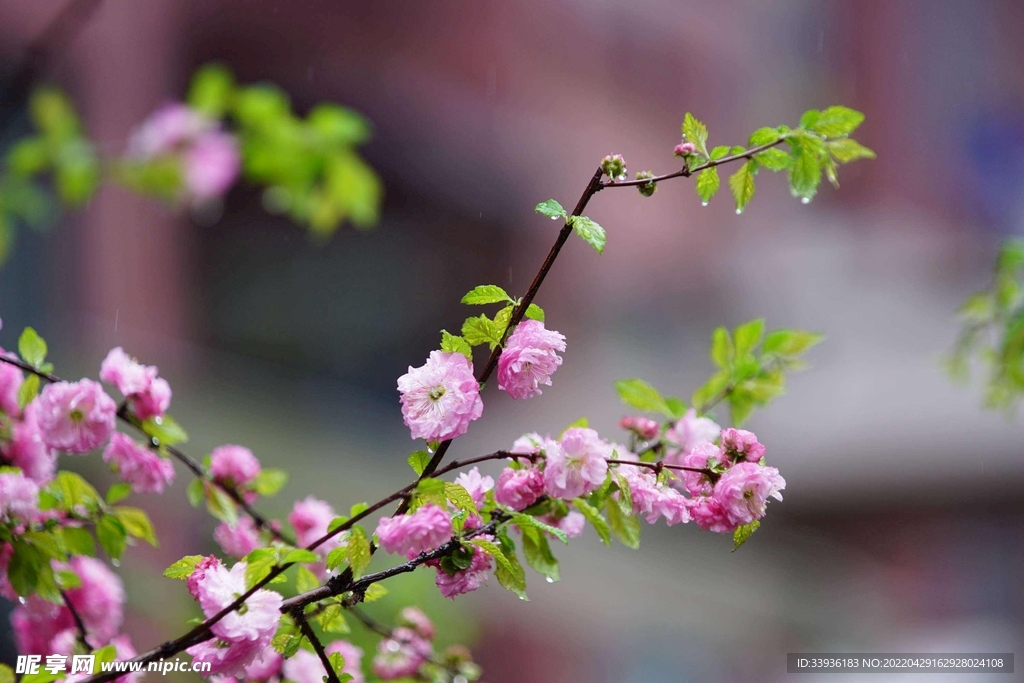 春花摄影图__自然风景_自然景观_摄影图库_昵图网