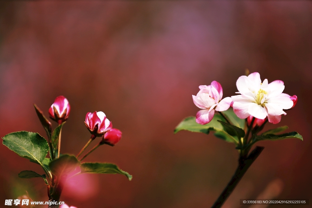 春花
