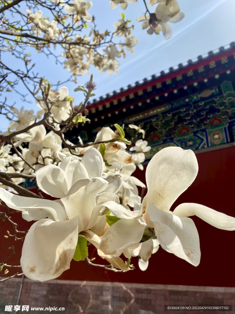 玉兰