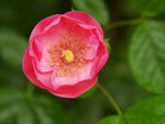 月季花开