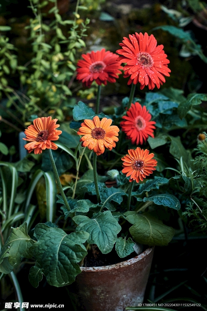 菊花