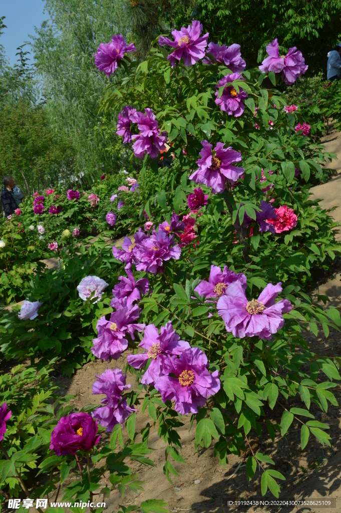 牡丹花 