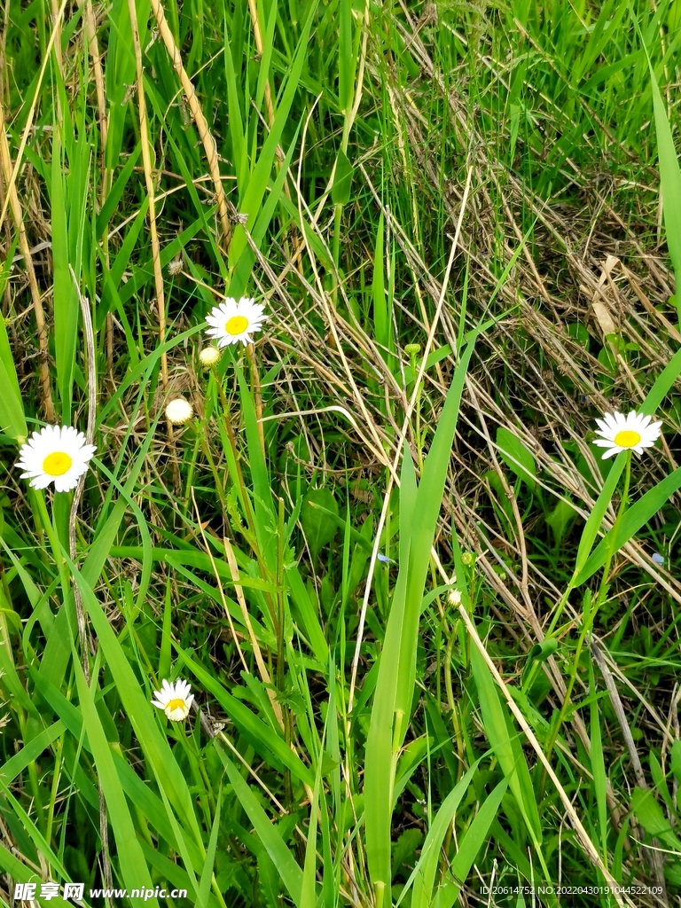 野菊花