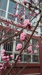 春天 梅花 