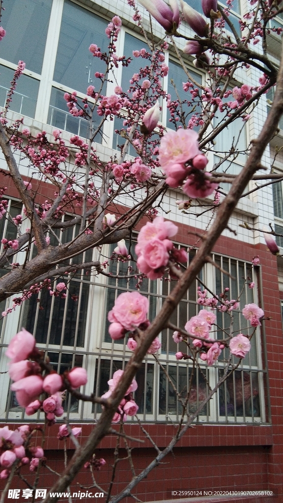 春天 梅花 