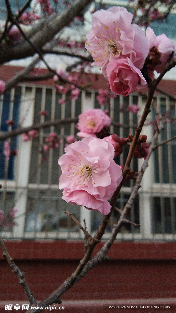 春梅