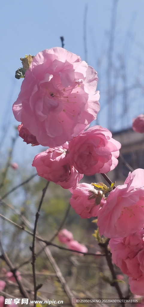 樱花烂漫时