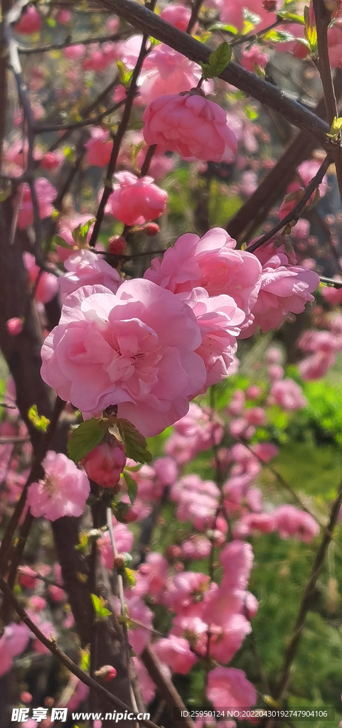 花儿为什么这样红